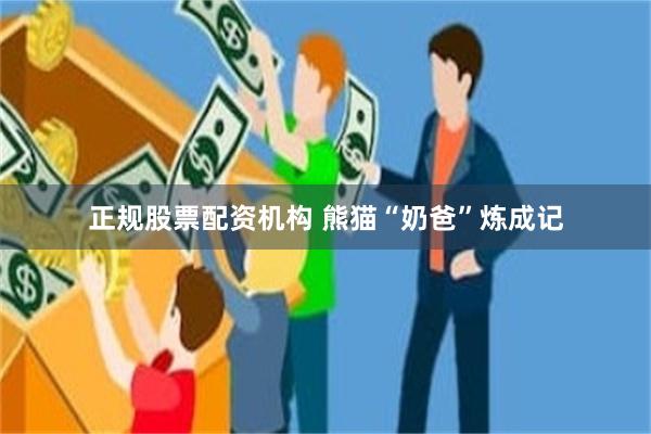 正规股票配资机构 熊猫“奶爸”炼成记